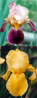 Sikh and Spun Gold iris varieties